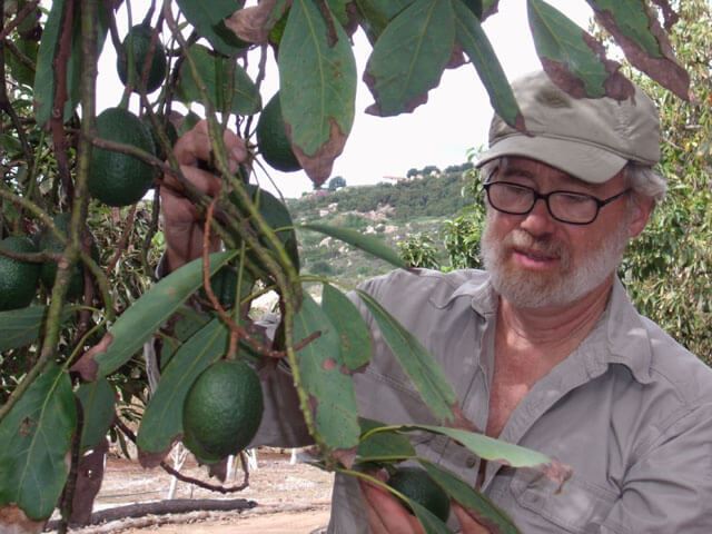 Clark tending his avocados
